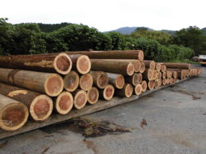 令和4年10月19日　奈良県林材まつり