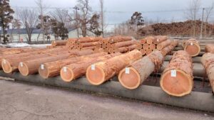 第３０回 東日本銘木展示大会　出品材１　杉丸太