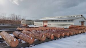 1月２７、28日　初市特市　杉原木　約３７㎥