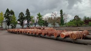 第56回 秋田県銘木展示大会